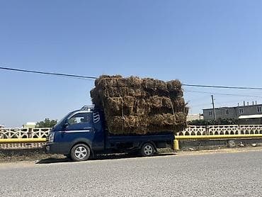 мальки рыб: Беде сатылат Учкоргон келишим бада — 1