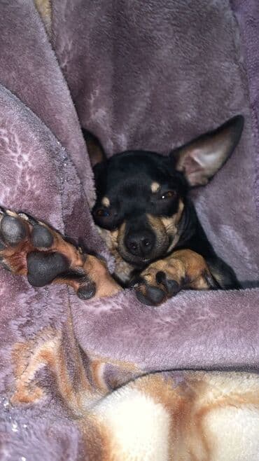 Вязка собак: Чихуахуа, 3 года, Самец, С прививкой, С родословной — 2