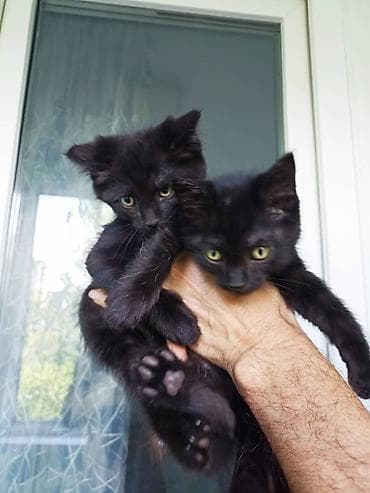 котята кант: Котята - Возраст: примерно 1,5–2 месяца - Окрас: один бело-пятнистый — 3