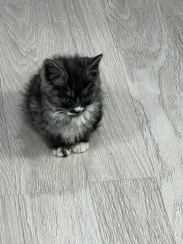 вислоухая кошка сколько стоит: Котёнок, пушистый дымчато‑чёрный с белыми носочками и «галстуком» — 8