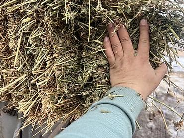 204тюк клевер по 380сом тюки очень плотные доставка есть Тук -