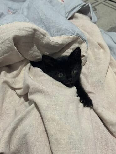 отдам породистых котят: Кошка даром: Беспородная, 4 месяца, Девочка, Приучена к лотку — 5