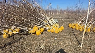 саженцы посадка: Саженцы берёзы с закрытой корневой системой (ком земли упакован в — 5