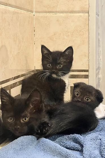 Мышыктар: Котята чёрные и с чёрно-белым окрасом (лдин из них вислоухий). Большие — 8