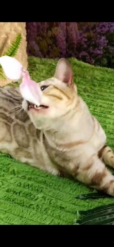 рэгдолл цена бишкек: Бенгал, 2 жаш, Эркек, Ак, Бычылган, Лотокко барууга үйрөтүлгөн, Курттардан тазаланган — 14