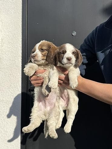 ало тоо: Щенки спаниеля (похожие на бретонского эпаньоля) с рыже-белым окрасом — 4