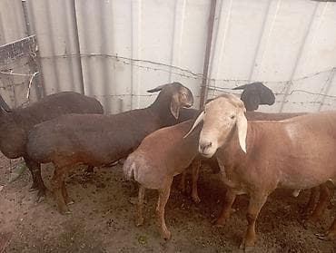 гуси линда: Продаю | Овца (самка) | Полукровка | Для разведения | Племенные — 5