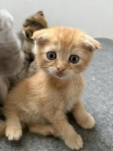 Мышыктар: Котята из одного помёта. Породы/тип: - Шотландские вислоухие (рыжие — 2