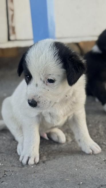 Иттер: Бесплатно отдаю! Щенки, черно-белые с белыми отметинами на мордочке — 2