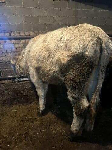 Продаю | Тёлка | Шароле | На откорм, Для разведения, Для молока | Нетель at lalafo.kg Продаю | Тёлка | Шароле | На откорм, Для разведения, Для молока | Нетель