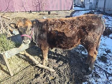 эшек жаныбар: Сатам | Кунаажын | Аргын | Бордоп семиртүү үчүн | Байланган — 4