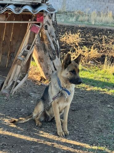 Продаю овчарку