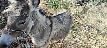 собака питбул: Эшек сатылат эркек жош — 1