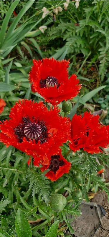 Восточный мак (Papaver orientale) — многолетний декоративный цветок с
