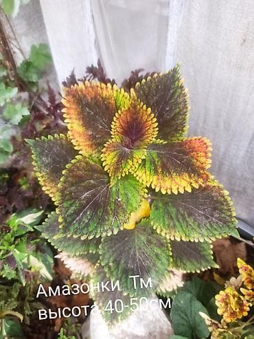 алма яблока: Открыта продажа сортовых КОЛЕУСОВ. цена за срез 100 сом.В коллекции — 4