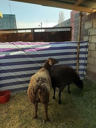 собаки кангал: Продаю | Овца (самка) | Для разведения | Матка — 5