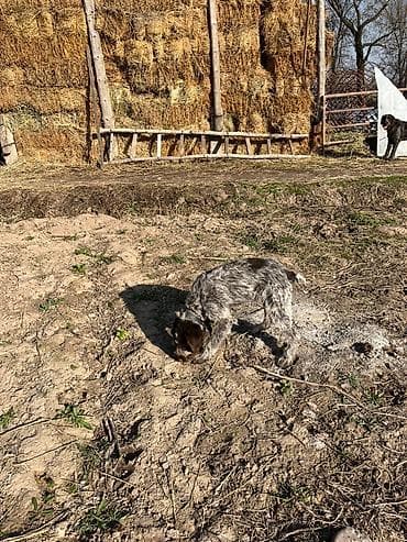 кон: Щенок жесткошерстной легавой (грифон/дратхаар‑типа) с характерной — 4