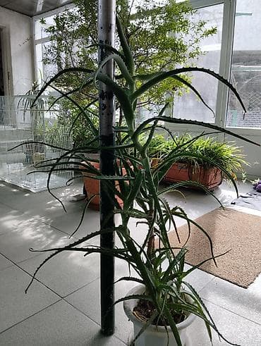 Алоэ: Алоэ (вероятно, алоэ древовидное/алоэ вера), крупное комнатное — 1