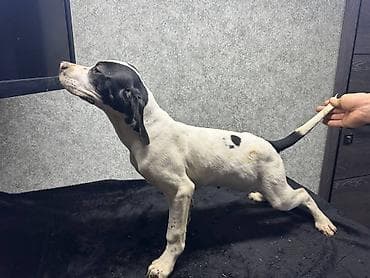 шинки афчарки: Чистокровные Щенки Английского пойнтера !возраст 3 Месяца, Привитые — 6