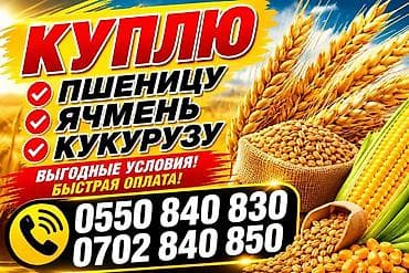 Закупаем зерновые культуры: - Пшеница - Ячмень - Кукуруза Предлагаем