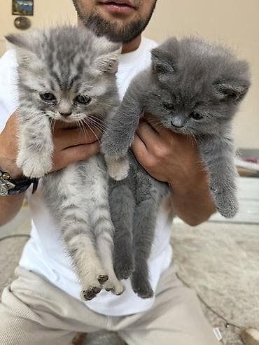 Животные: 🐾 Шотландские вислоухие котята (Scottish Fold) 🐾 Продаются — 1