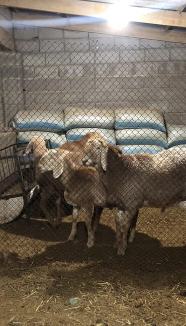 Кемирүүчүлөр: Сатам | Кочкор (эркек) | Көбөйтүү үчүн | Ургаачы — 1