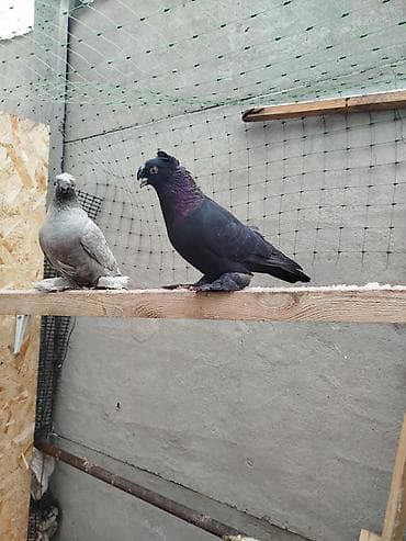 Услуги ветеринара: Жук самец дымчитая голубка,голубка взрослая жук молодой на гребле — 3