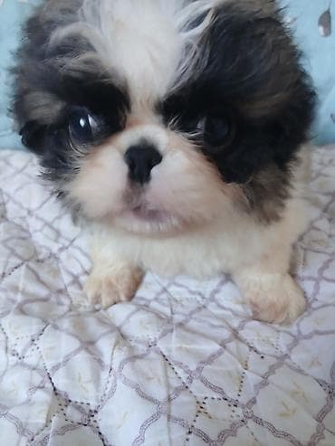 кошка шотланка: ШИКАРНЫЕ. ИМПЕРАТОРСКИЕ. ЩЕНКИ. ПЕКИНЕСОВ. ПЯТНАРИ. ТРИКОЛОР — 2