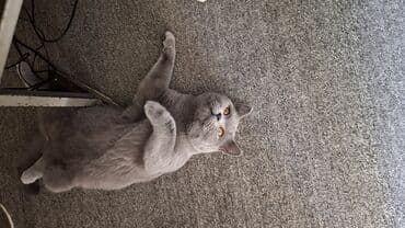 коты в ош: Британская короткошёрстная, 1 год, Мальчик, Голубой, Приучена к лотку — 4