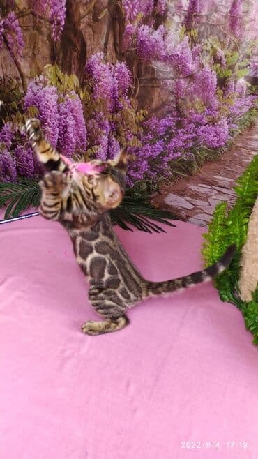 бенгальский леопардовый кот: Красивейшие Бенгальские котята с огромными розетками. Проф питомник — 8