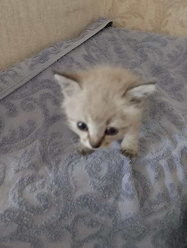 объявления про котят: Тайская, 1 месяц, Мальчик, Приучена к лотку — 1