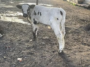 стоимость щенка кане корсо: Продаю | Бык (самец) | Бельгийская | Для разведения — 1