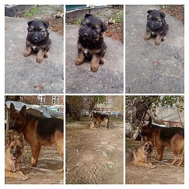 голуби голубей птицы: Щенок немецкой овчарки - Порода: немецкая овчарка (на фото также — 3