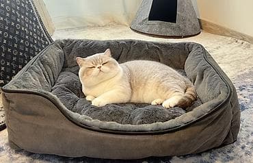 туалет для кота: Комплект для ухода за кошкой: автоматическая кормушка и поилка, лоток — 3