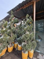 купить декоративные деревья: Саженцы деревьев: Туи — 12