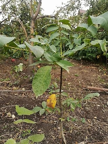 Саженцы грецких орехов, двух и трех летние at lalafo.kg Саженцы грецких орехов, двух и трех летние