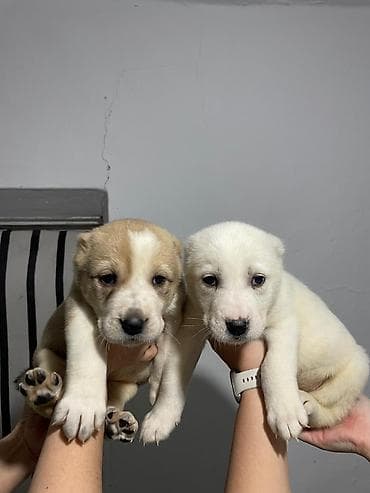 белинский афчарка: Алабай
Дата рождения: 21.12.2025 — 4