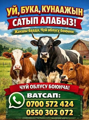 Животные: Частное лицо : Коровы, быки, | Любое состояние — 1