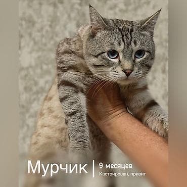 Кошка даром: Беспородная, 9 месяцев, Мальчик, Кастрирована, Приучена к лотку, Проглистована