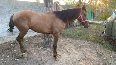 отдам даром вислоухого котенка: Полукровный Айгыр сатылат 3 асый улака уйурго гарантия,скорость урганы — 8