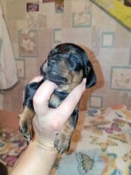 продажа щенков немецкой овчарки в бишкеке с документами: Готовятся к бронированию щенки таксы . Родились 22 октября. им уже25 — 13