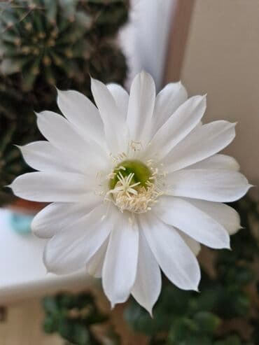 Цветёт 1 р. В год