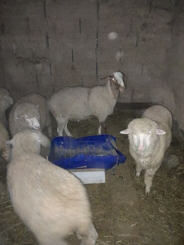 живой сазан: Продаю | Овца (самка) | Для разведения | Ярка — 2