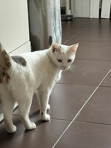 котяти: Отдам добрым людям, которые знают уход за животными, которые — 1