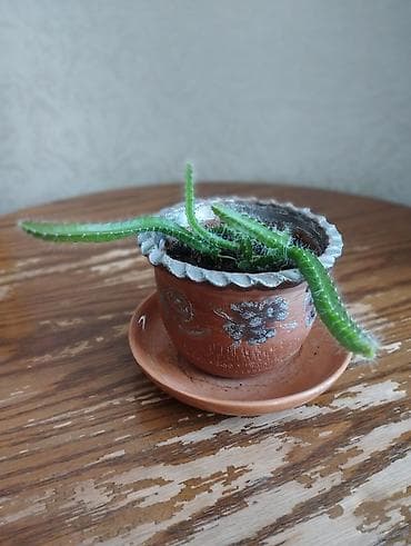 Кактус Паттайя (мягкие колючки). Неприхотлив Описание: - Невысокие at lalafo.kg Кактус Паттайя (мягкие колючки). Неприхотлив Описание: - Невысокие