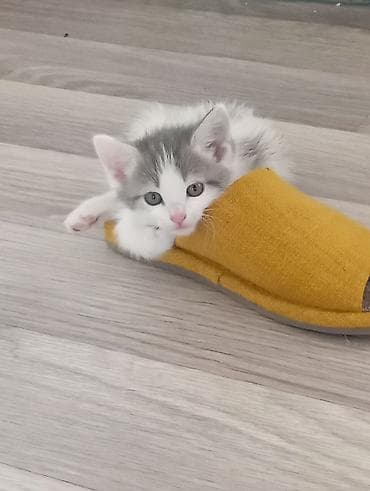 Животные: Кошка даром: Беспородная, 2 месяца, Мальчик, Приучена к лотку — 2