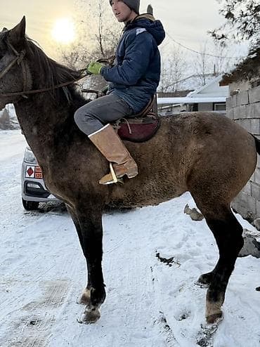 продаю охотничий собаку дратхар: Продаю | Жеребец — 5