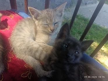 жалал абад кошка: Котята, помёт из нескольких малышей разной окраски. - Возраст на фото — 3