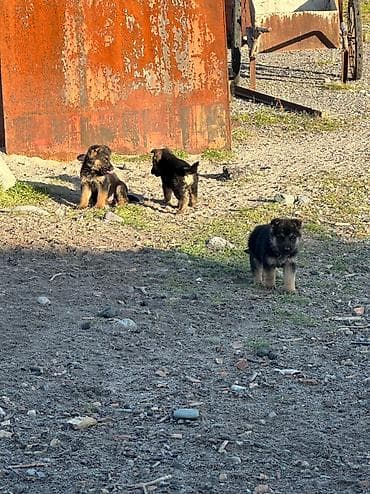 сахарный посум: Продаю щенков немецкой овчарки, село беловодское, цена окончательная — 4