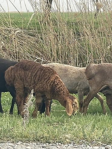 кой аштоо: Козу кочкорлор сатылат 10 баш оптом Адрес Сокулук баасы 22000мин — 1